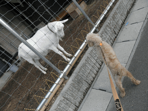 c0136736_13235743.gif