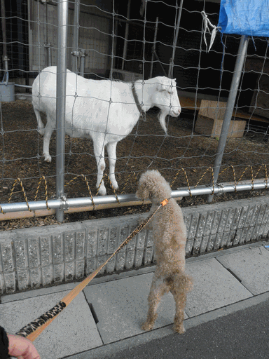 c0136736_13244077.gif