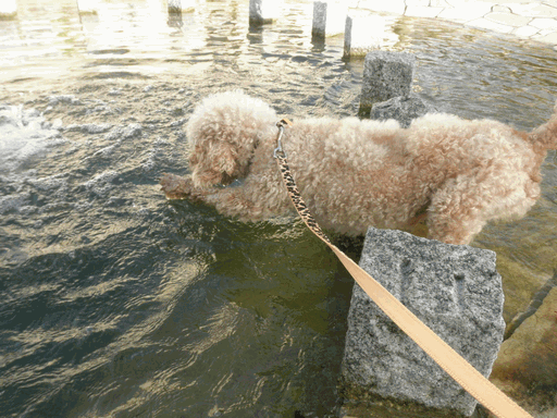 c0136736_13251188.gif
