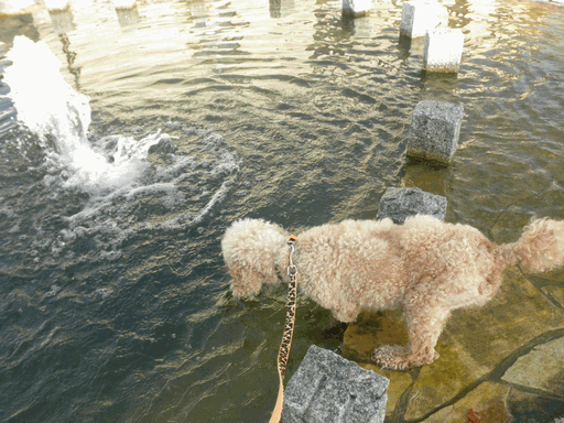 c0136736_1325190.gif