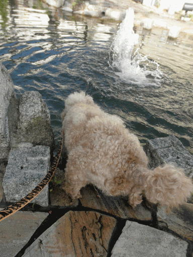 c0136736_1325466.gif