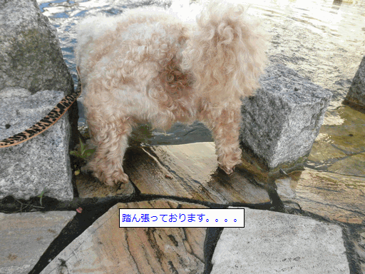 c0136736_13261270.gif