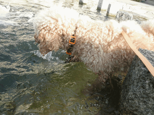 c0136736_13263982.gif