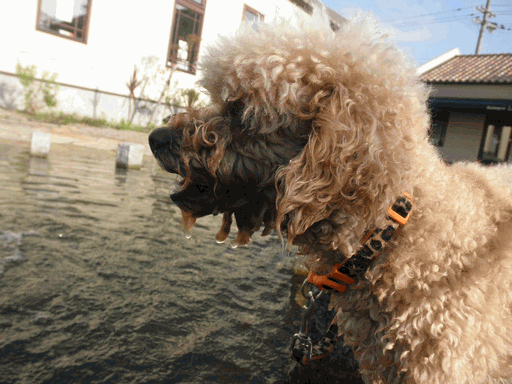c0136736_13265465.gif