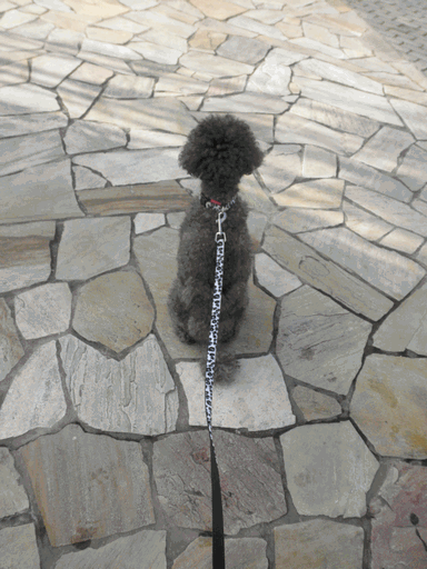 c0136736_1327119.gif