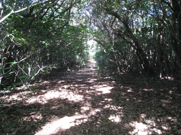 c0077338_557937.jpg