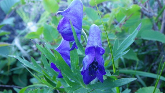 c0042847_12222249.jpg