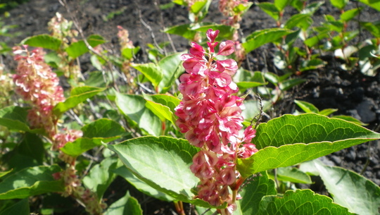 c0042847_1233950.jpg