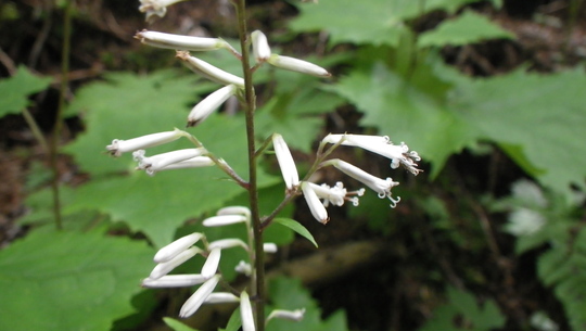 c0042847_1235283.jpg