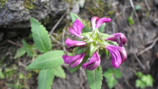 c0042847_1241276.jpg