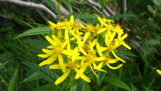 c0042847_1244684.jpg