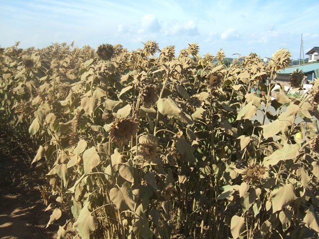 a0009079_22165318.jpg