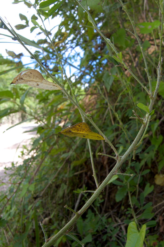 f0090680_2042725.jpg