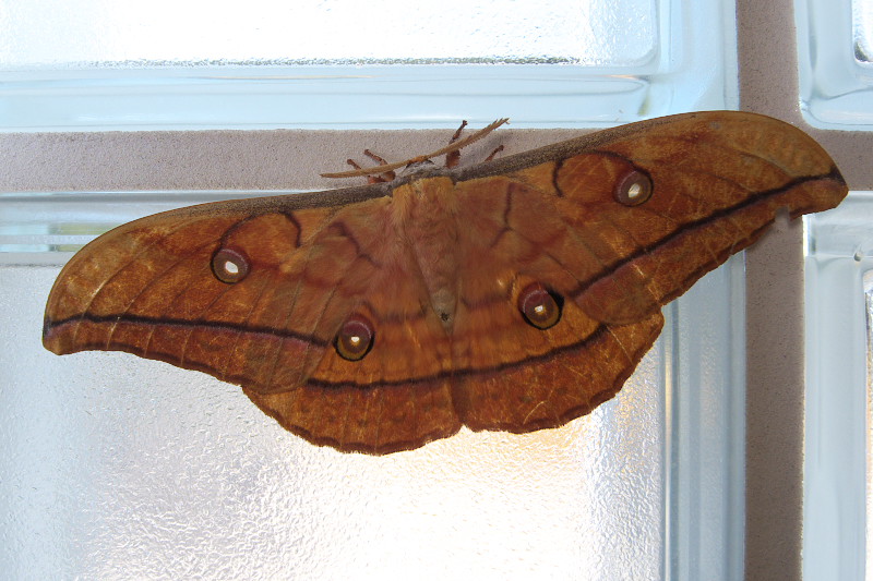 f0090680_2044334.jpg