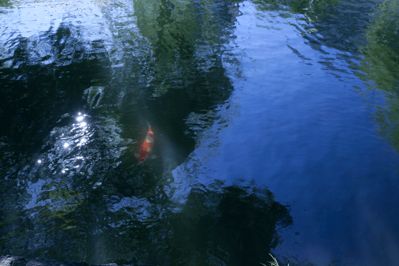 c0193289_21262692.gif