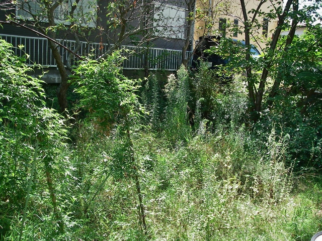 d0046294_6365119.jpg