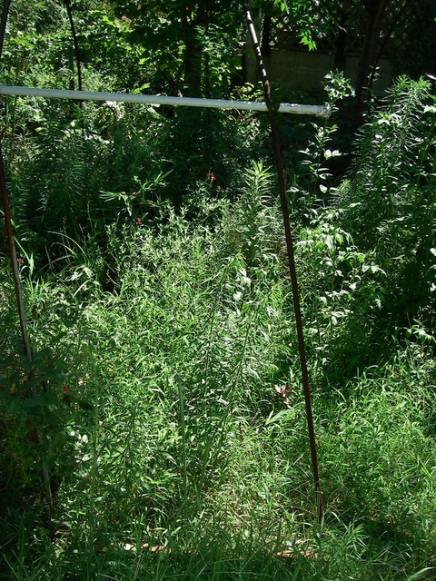 d0046294_637047.jpg
