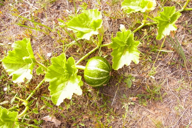 e0250594_037374.jpg