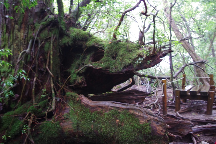 c0095900_16224768.jpg
