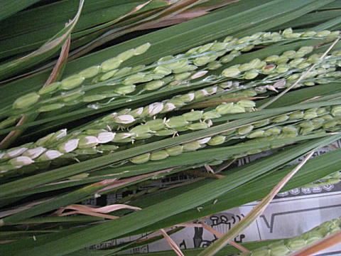 d0046702_12521240.jpg