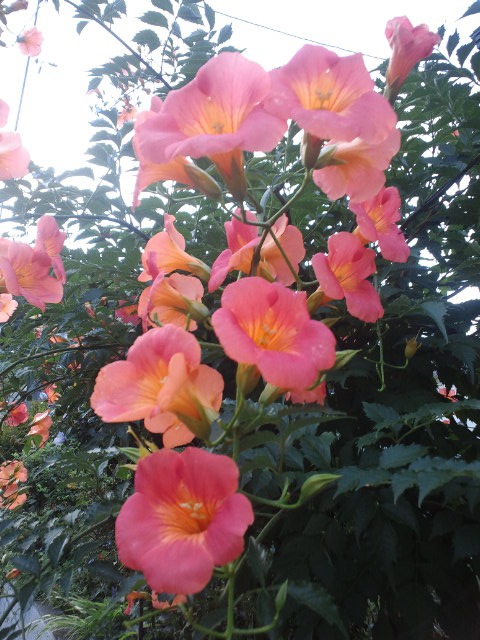c0117239_7494410.jpg