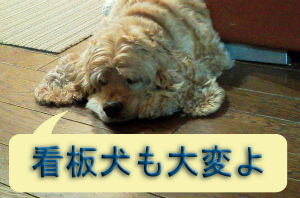 a0135840_15252731.jpg