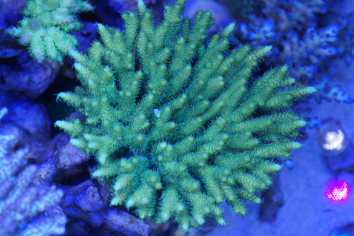 a0161975_13271719.jpg