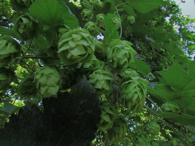 c0183777_14254963.jpg