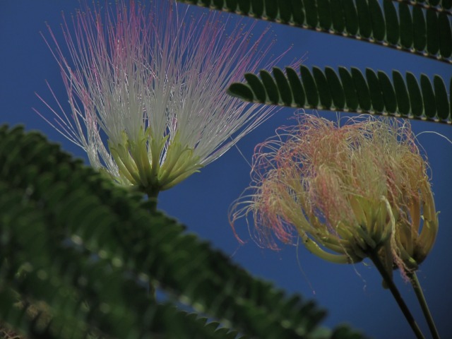 c0183777_1426458.jpg