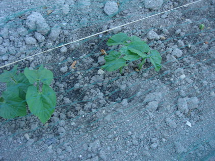 a0247585_7382514.jpg