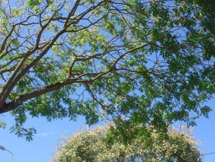 a0247585_7491660.jpg