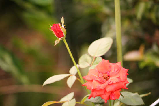 d0154609_1332820.jpg