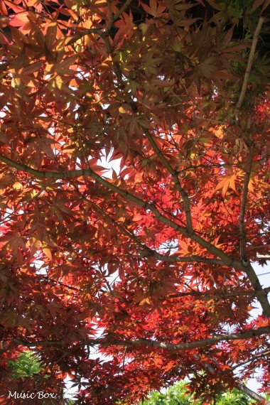c0071221_10175110.jpg