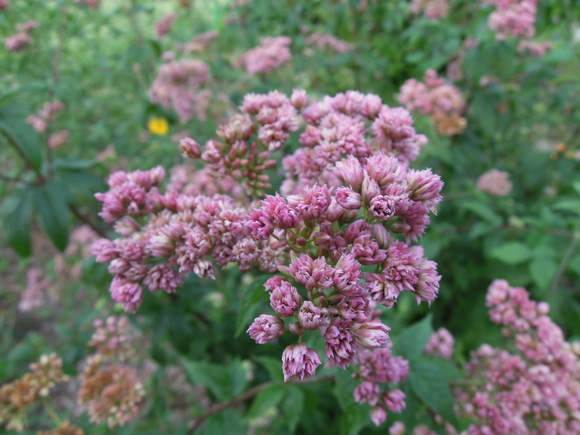 e0242423_6202411.jpg