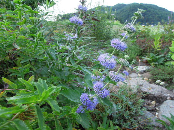 e0242423_6203156.jpg