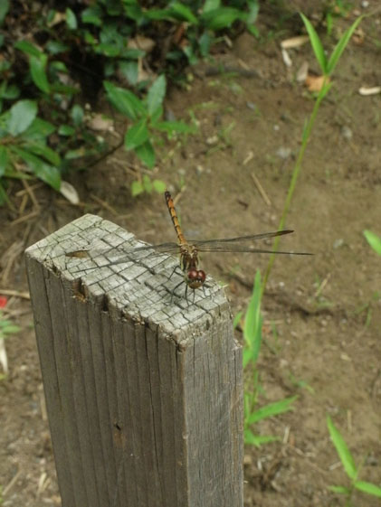 e0112077_7242177.jpg