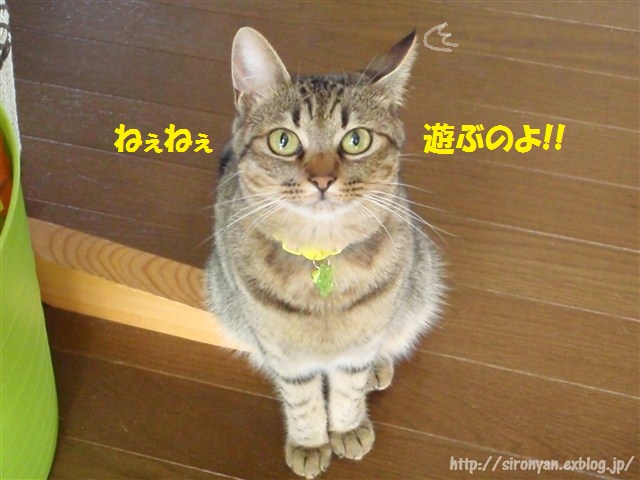 a0159490_13303056.jpg