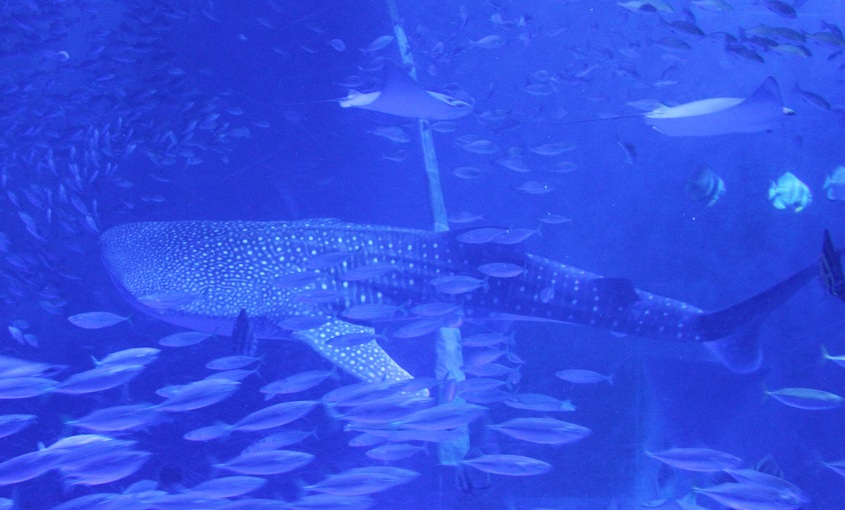 a0283906_1952780.jpg