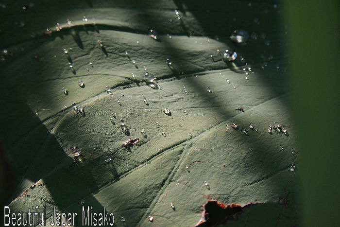 c0067206_18233725.jpg