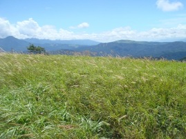 b0151533_1423729.jpg