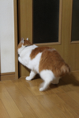 b0184636_1452160.gif