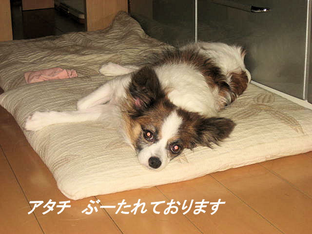a0149240_17291774.jpg