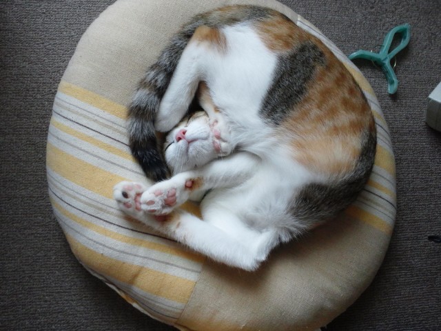 c0194042_15403234.jpg