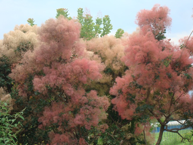 f0198556_764890.jpg