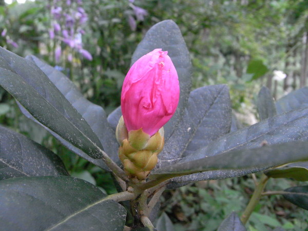 a0146070_87375.jpg