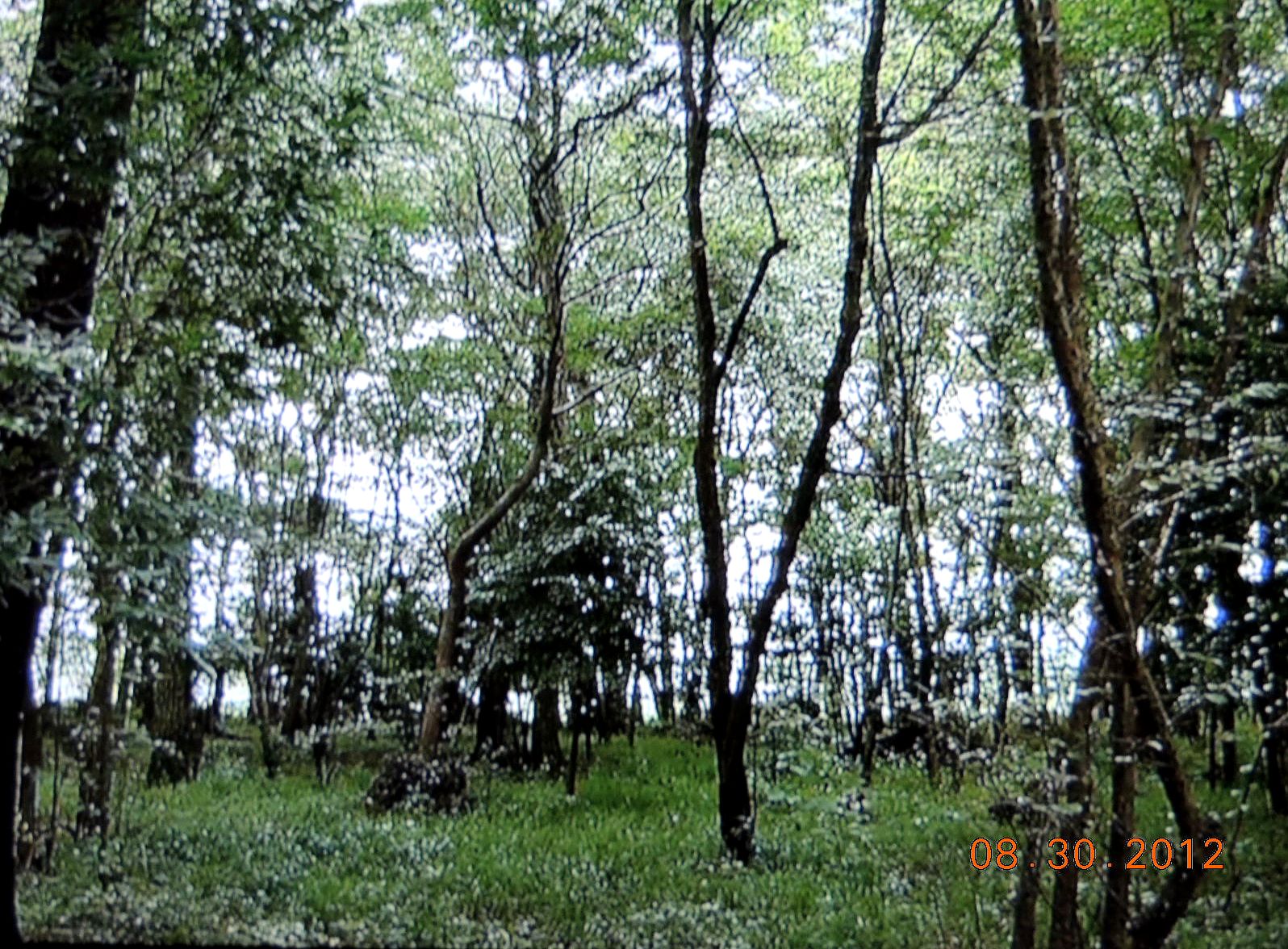 f0104277_8262922.jpg