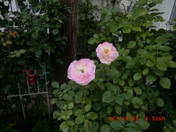 c0078586_21145862.jpg