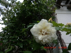 c0078586_21153216.jpg