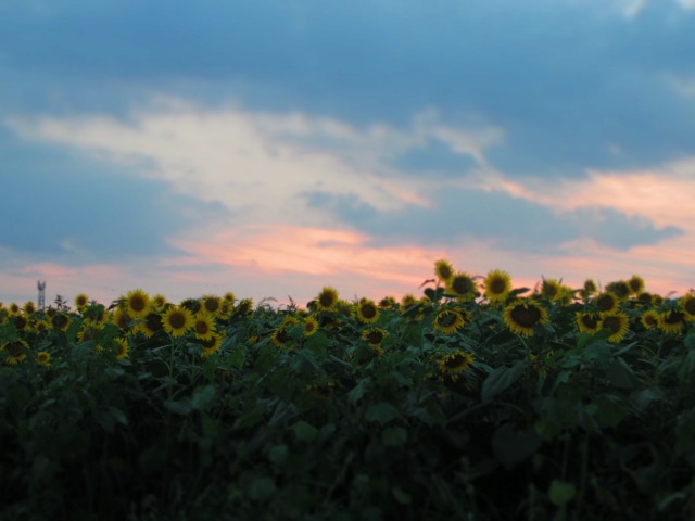 f0039907_12593793.jpg