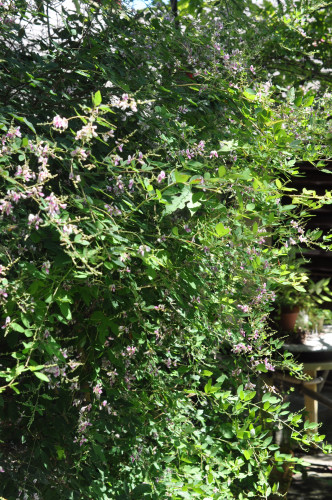f0188408_1524402.jpg